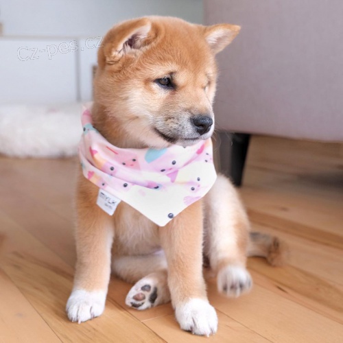 Prod�m rozko�n� kr�sn� dom�c� odchovan� �t��ata shiba inu.