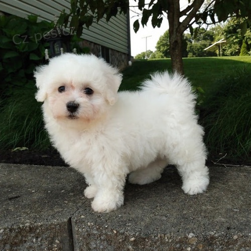 Bi�onek �t���tka k dispozici a p�ipravena k prodeji.