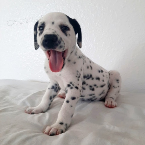 Prod�m kr�sn� a zdrav� o�kovan� dalmatinsk� �t��ata.