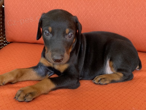 Dobrmansk� pin� �t��ata na prodej.
