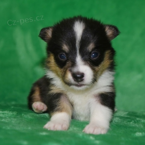Mini �t��ata Welsh Corgi Pembroke na prodej.