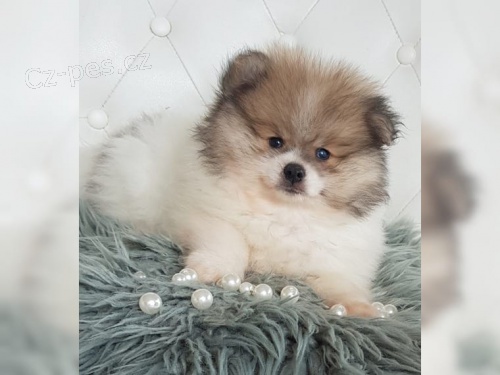 Pomeranian trpasli�� �pic �t��ata