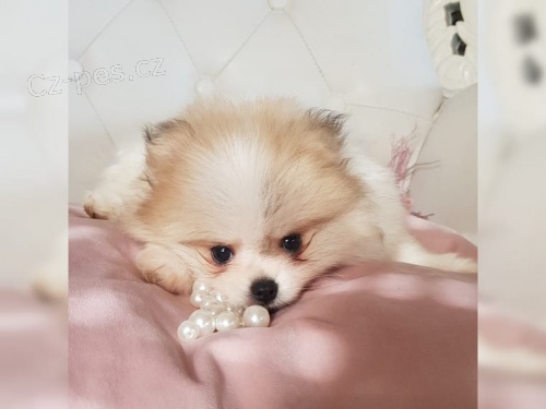Pomeranian trpasli�� �pic