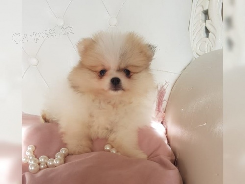 Pomeranian �pic �t��ata