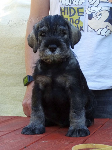 Kn�ra� st�edn� pep� a s�l