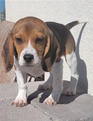 B�gl �t��ata