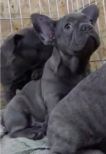 Francouzsk� buldo�ek modr�