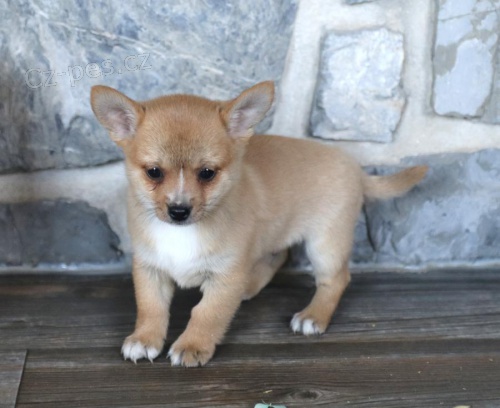 �t��ata Civava pro dobr� domov