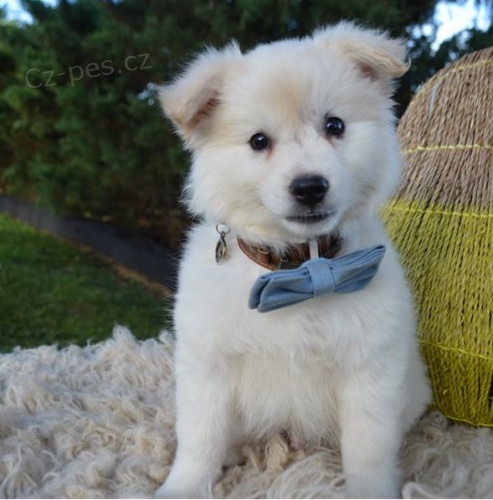 �t��ata Eskym�ck� pes  k dispozici