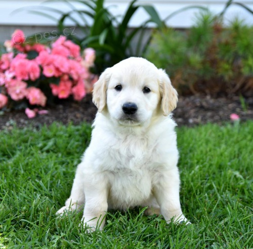 �t��ata Zlat� retriever k dispozici