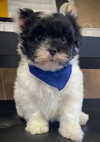 �t��ata Japan-Chin k dispozici