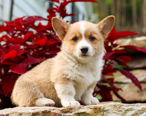 �t��ata Welsh Corgi Pembroke k dispozici