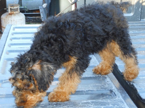 �t��ata Welsh Terrier k dispozici