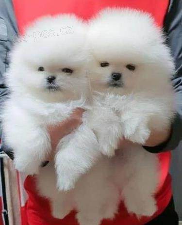 �t��ata Italsk� volpino k dispozici