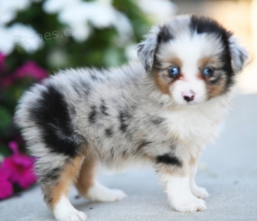 Prod�m �t��ata australsk�ho ov��ka