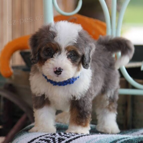 Kr�sn� �t���tka Bernedoodle k dispozici a p�ipraven� k prodeji.