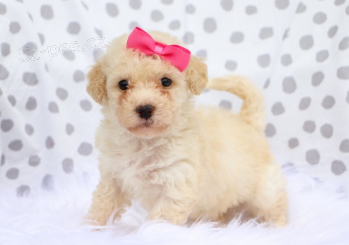 Mini pejsek a fenka Bichon Poo �t���tka k adopci.