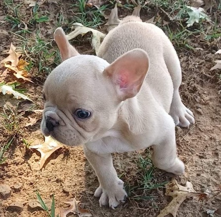 �t��ata Francouzsk� Buldo�ek pro dobr� domov