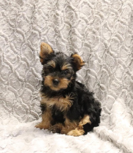 �t��ata Jork��rsk� teri�r k dispozici