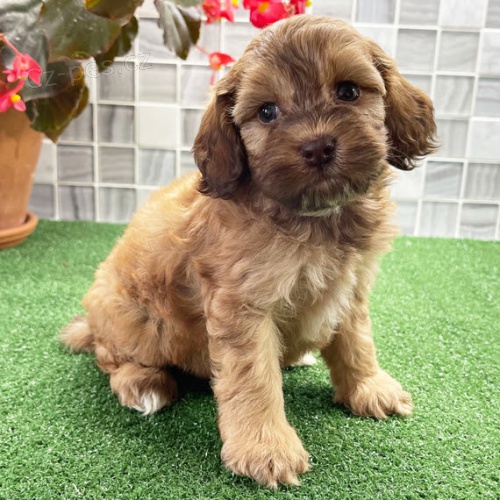 Kr�sn� psi Cockapoos na prodej