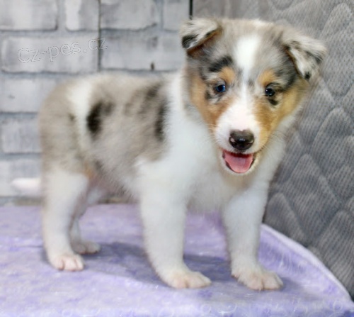 Prod�m mini �t��ata Kolie dlouhosrst�