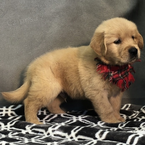 MINI ZDRAV� a O�KOVAN� �t��ata zlat�ho retr�vra na prodej.