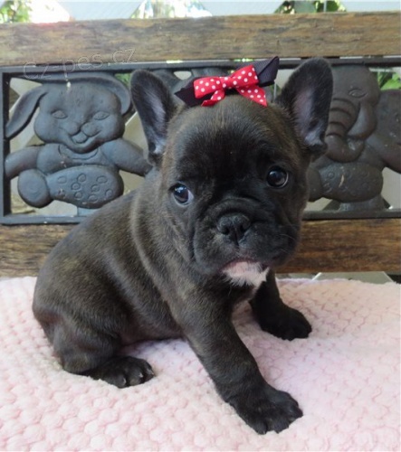 Francouzsk� buldo�ek star� 12 t�dn�