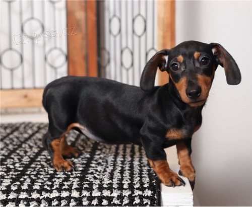 �t��ata jezev��ka k dispozici