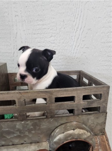 Bostonsk� terier, �t���tka