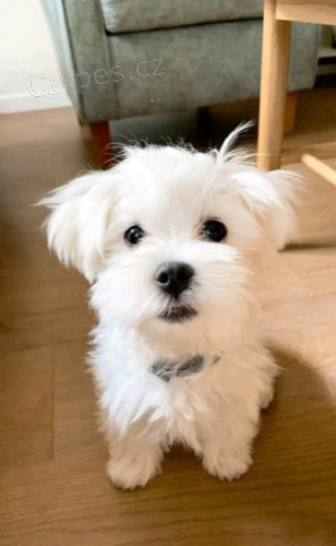 Malt�zsk� �t�n�