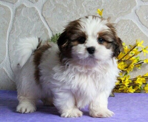 �t��ata shih tzu