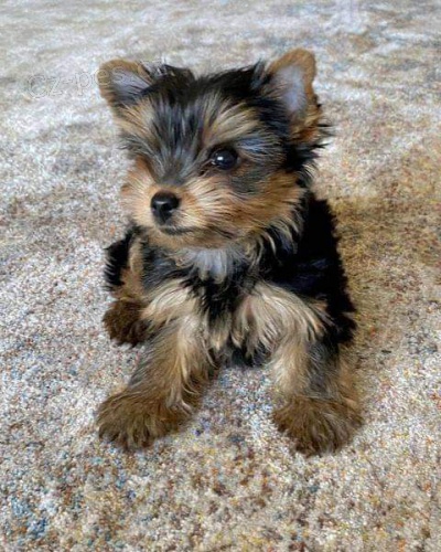 �t��ata jork��ra