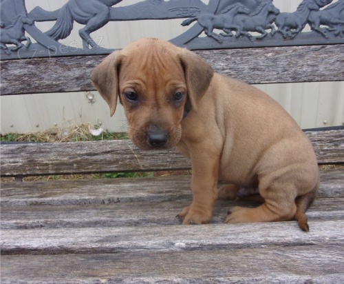 �t���tka rhodesk�ho ridgebacka