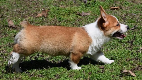 Rozko�n� �t��ata welsh corgi Pembroke.