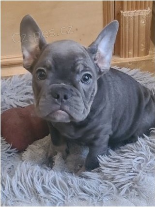 fantastick� �t��ata francouzsk�ho buldoka