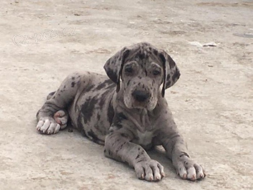 N�meck� doga �t��ata