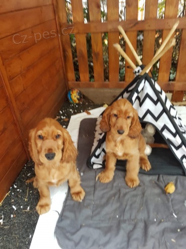 �t���tka americk�ho kokr�pan�la jsou p�ipravena k adopci