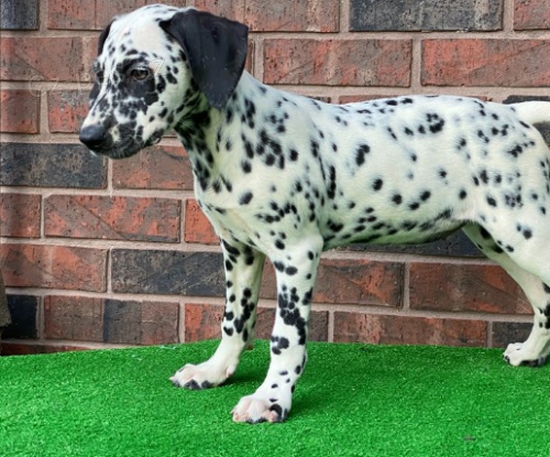 �t��ata dalmatin� jsou p�ipravena k adopci