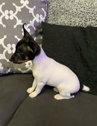 �t��ata foxteri�ra hrubosrst�ho jsou p�ipravena na nov� rodiny.