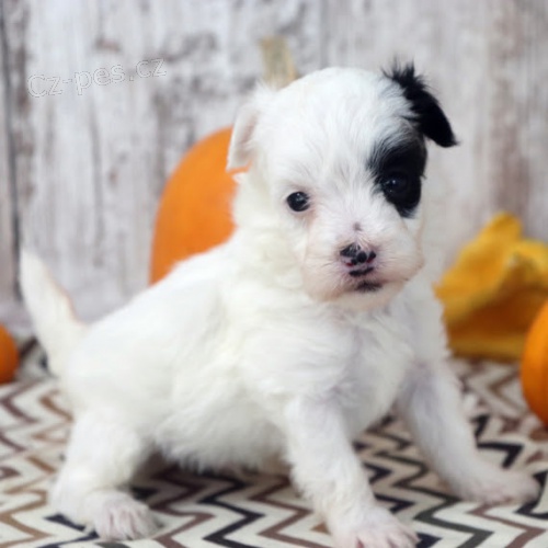 Prod�m roztomil� �t���tka Maltipoo.