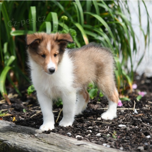 Prod�m zdrav� a kr�sn� �t��ata shetlandsk�ho ov��ka.