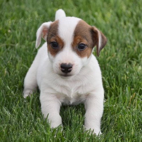 Prod�m kr�sn� a rozko�n� �t���tka jack russell.