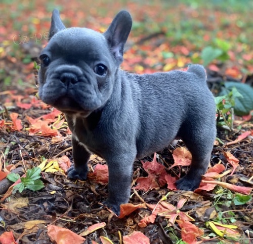 Prod�m ZDRAV� a O�KOVAN� �t��ata francouzsk�ho buldoka MINI.