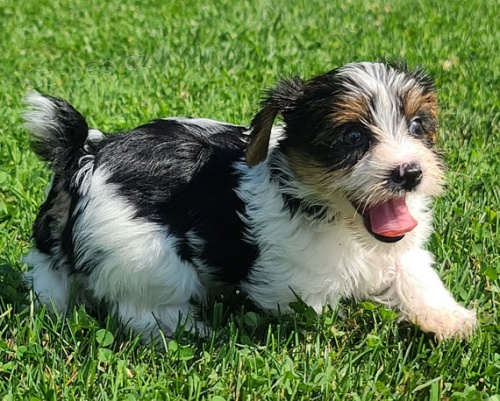 zdrav� �t��ata biewer na prodej