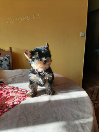 �t�n� York��rsk�ho teriera s PP