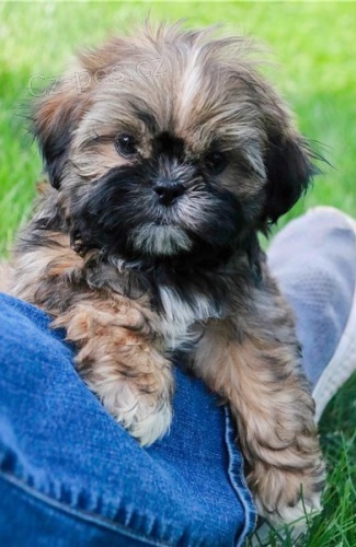Roztomil� �t��ata shih tzu