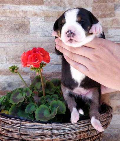 Entlebu�sk� sala�n�cky pes