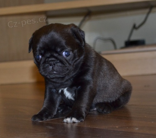 mini samec a samice �ern� �t��ata mopsl�ku na prodej.