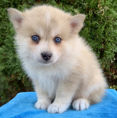 Prod�m kr�sn� �t��ata MINI Pomskies (k��enec sibi�sk�ch a pomeransk�ch)