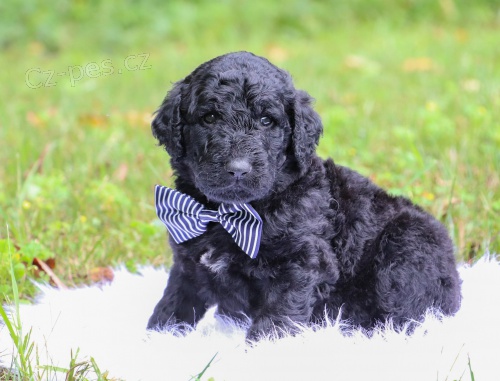 MINIATURN� �T��ATA LABRADOODLE na prodej.